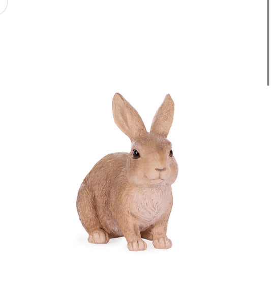 Crouching Cotton Tail Bunny Rabbit Easter